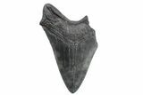 Partial Fossil Megalodon Tooth - Serrated Blade #362536-1